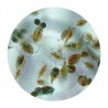 rotifero congelado ocean nutrition brachionus piclatilis