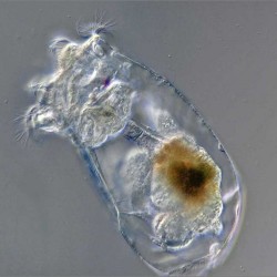rotifero congelado ocean nutrition brachionus piclatilis tienda de medusas 3