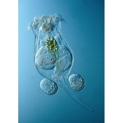 rotifero congelado ocean nutrition brachionus piclatilis tienda de medusas 1
