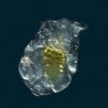 rotifero congelado ocean nutrition brachionus piclatilis tienda de medusas 2