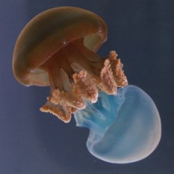Medusa viva blue blubber jellyfish catostylus mosaicus