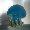 donde comprar medusa viva blue blubber jellyfish catostylus mosaicus