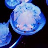 Medusa viva red cross blubber jellyfish cruz roja exclusiva en España