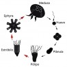 ciclo-de-vida-medusa-luna-aurelia-aurita-acuario-de-medusas