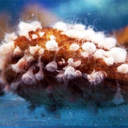 Pólipos de medusa aurelia aurita en acuario de cría