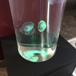 Detalle cilindro para medusas vivas