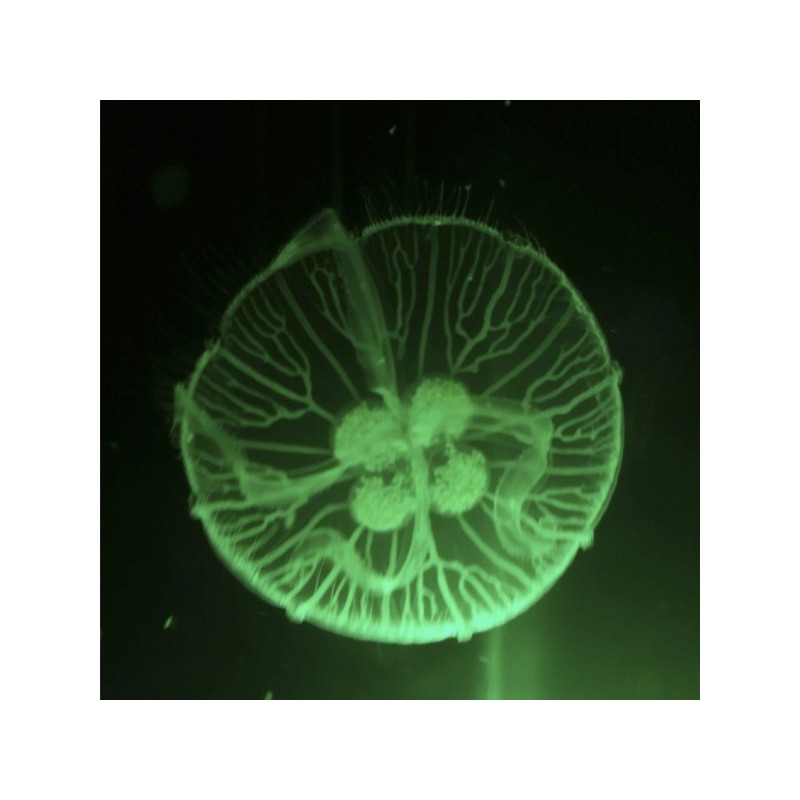 Aurelia aurita medusa viva a la venta entre 4 cm y 6 cm