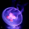 medusa luna aurelia aurita con estómagos llenos de artemia