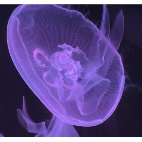 Medusa aurelia aurita talla grande. Más de 7 cm