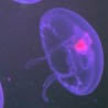 Comprar medusas grandes aurelia auita