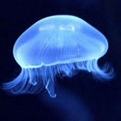 Comprar medusa viva aurelia aurita talla s