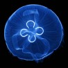 medusa luna aurelia aurita criada por acuariodemedusas.com