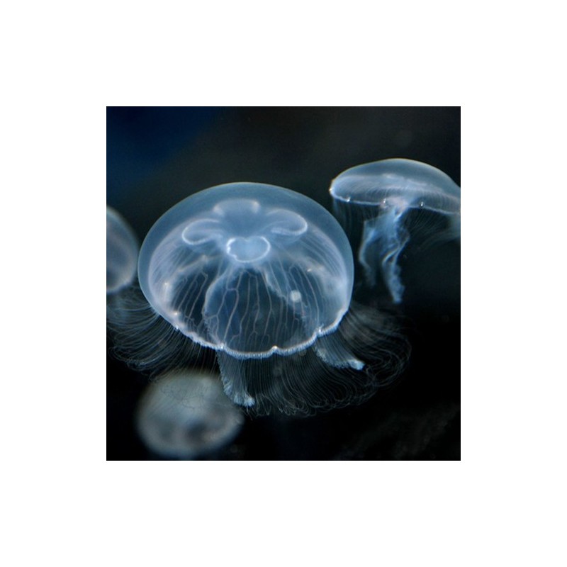 medusa para acuario domestico en venta por criador acuariodemedusas
