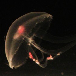 medusa luna comiendo en acuario de medusas