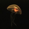 medusa aurelia aurita criada en cautividad en acuario de medusas