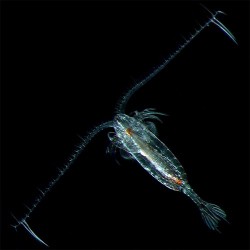 plancton rojo ocean nutrition calanus finmarchicus